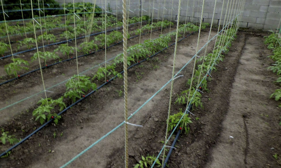 Опора для рослин з арматури